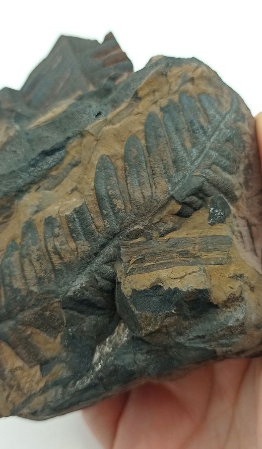 Alethopteris zeilleri (Helecho fósil)