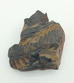 Alethopteris zeilleri (Helecho fósil)