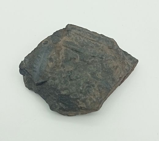 Alethopteris zeilleri (Helecho fósil)