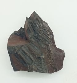 Alethopteris zeilleri (Helecho fósil)