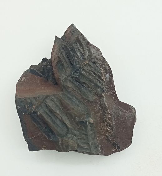 Alethopteris zeilleri (Helecho fósil)