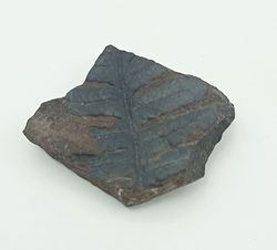 Alethopteris zeilleri (Helecho fósil)