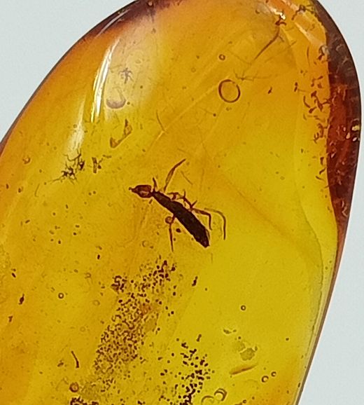 Ámbar con insecto