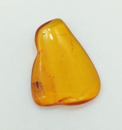 Ámbar con insecto