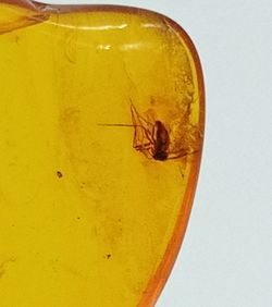 Ámbar con insecto