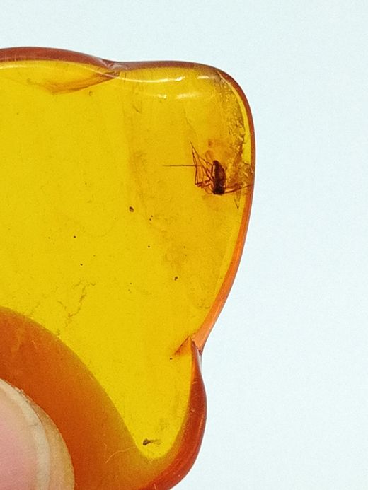 Ámbar con insecto