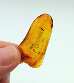 Ámbar con insecto