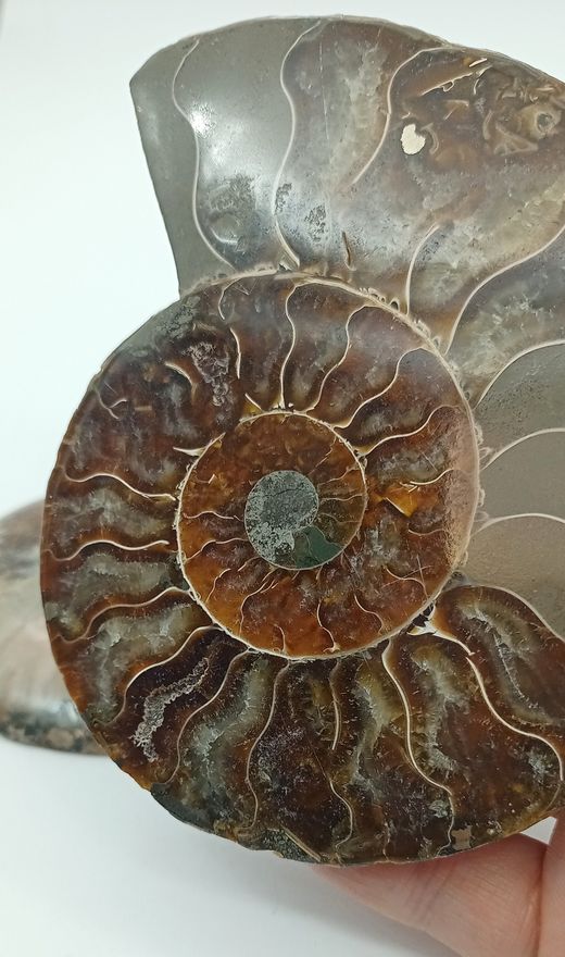 Ammonites seccionado (Cleoniceras)