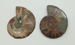 Ammonites seccionado (Cleoniceras)