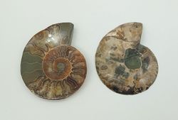 Ammonites seccionado (Cleoniceras)