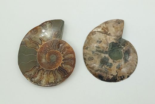 Ammonites seccionado (Cleoniceras)