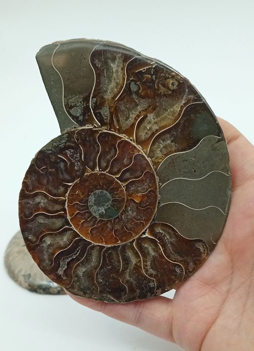Ammonites seccionado (Cleoniceras)