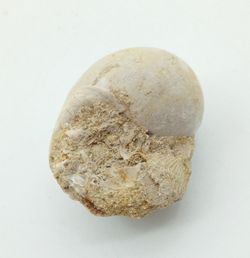 Ampullina sigaretina