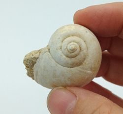 Ampullina sigaretina