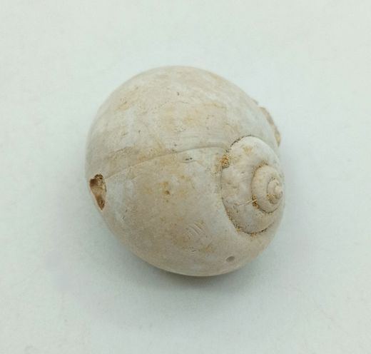 Ampullina sigaretina