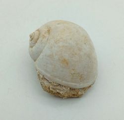 Ampullina sigaretina