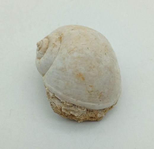 Ampullina sigaretina