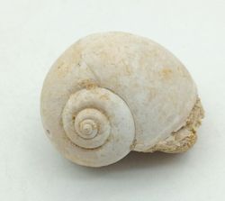 Ampullina sigaretina