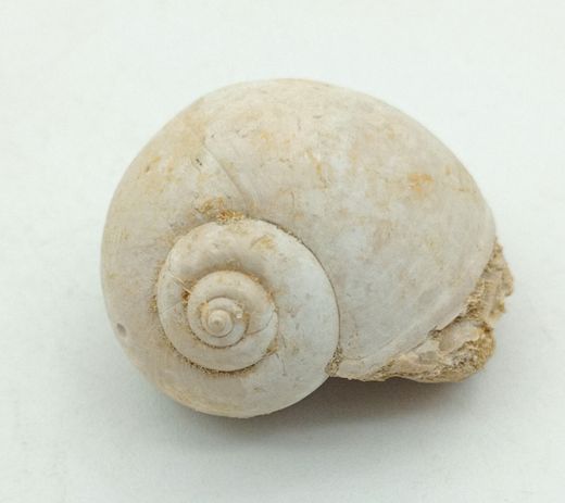 Ampullina sigaretina