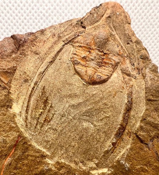 Ampyx priscus
