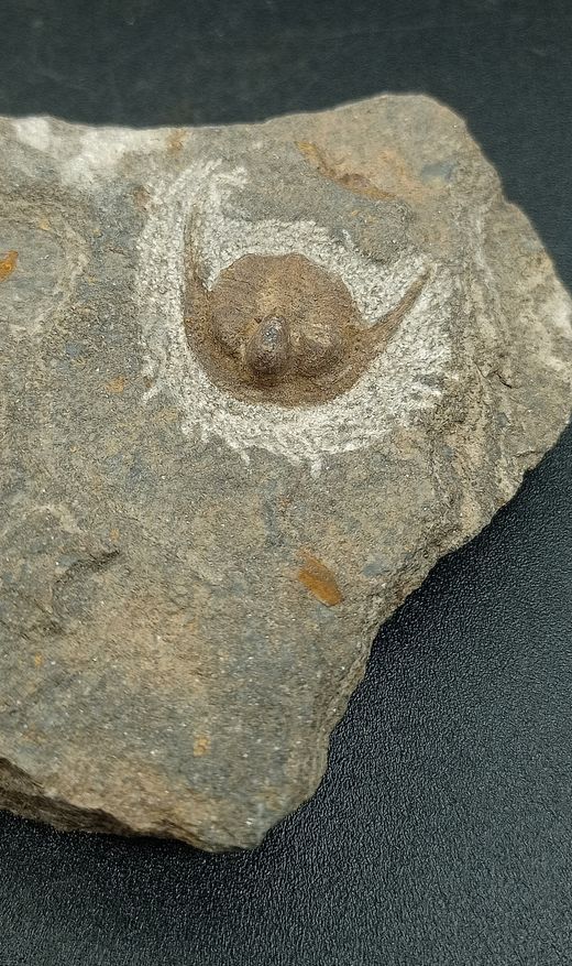 Ampyx priscus