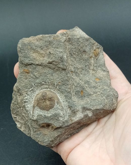 Ampyx priscus