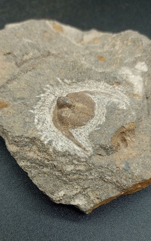 Ampyx priscus