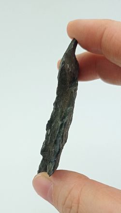 Annularia sphenophylloide (hoja fósil)