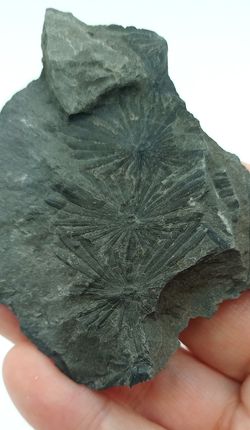 Annularia sphenophylloide (hoja fósil)