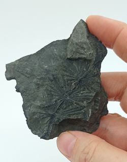 Annularia sphenophylloide (hoja fósil)