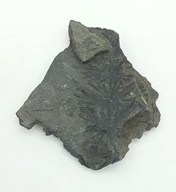 Annularia sphenophylloide (hoja fósil)