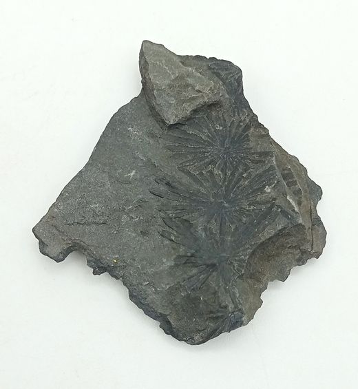 Annularia sphenophylloide (hoja fósil)