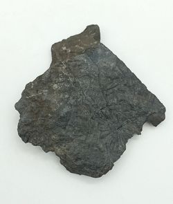 Annularia sphenophylloide (hoja fósil)
