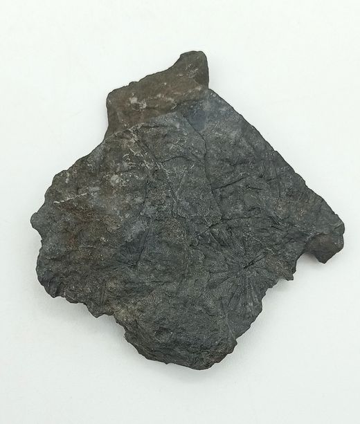 Annularia sphenophylloide (hoja fósil)