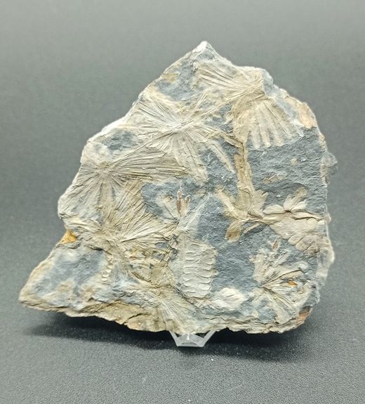 Annularia stellata