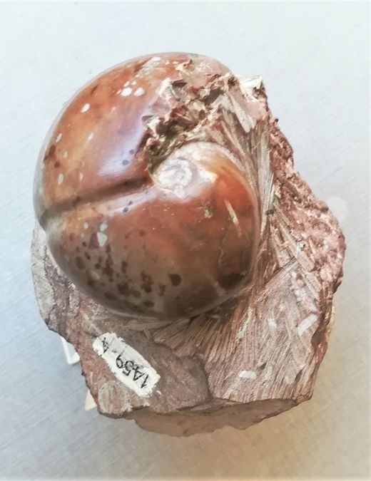 Arcestes (superficie pulida)