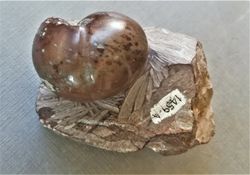 Arcestes (superficie pulida)
