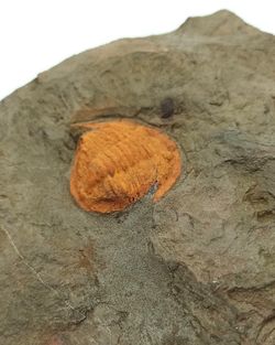 Asaphellus