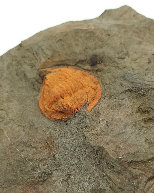 Asaphellus