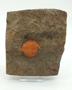 Asaphellus