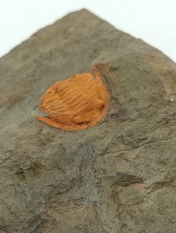 Asaphellus