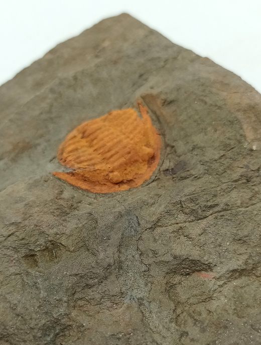 Asaphellus