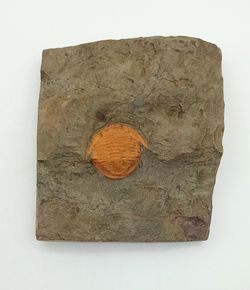 Asaphellus