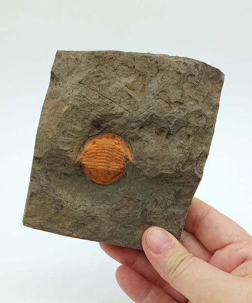 Asaphellus