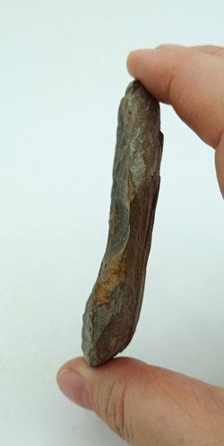 Asterophyllites - Helecho fósil