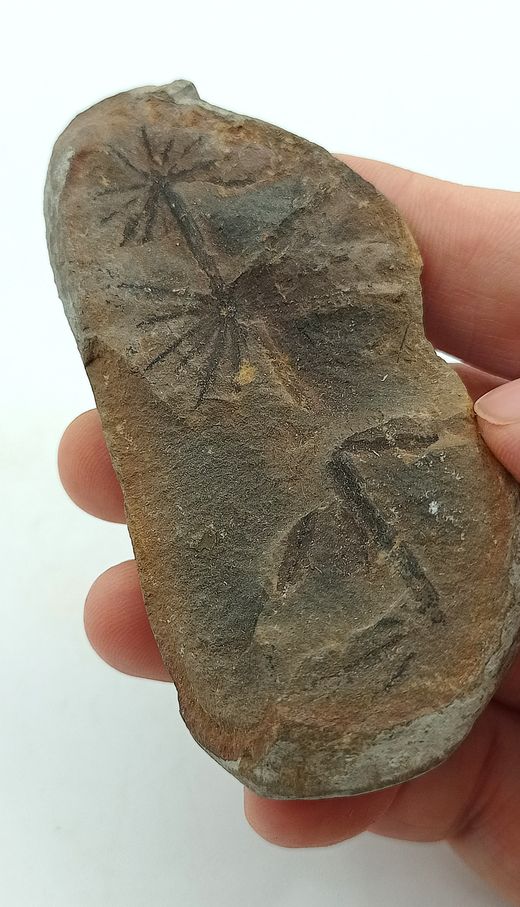 Asterophyllites - Helecho fósil