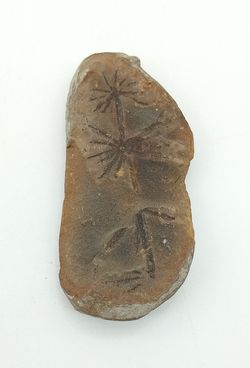 Asterophyllites - Helecho fósil