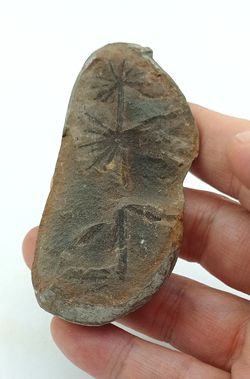 Asterophyllites - Helecho fósil