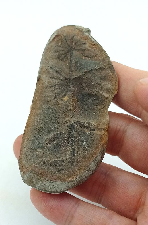 Asterophyllites - Helecho fósil