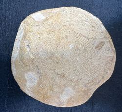 Astrolampas Depressus (Ejemplar pulido)